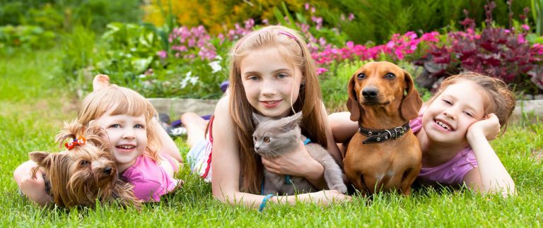hiclover family pet dog cat cremation